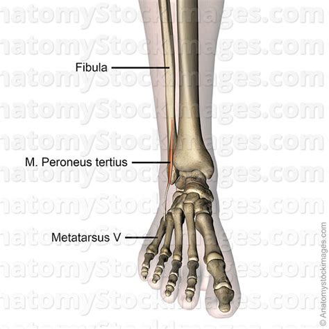 Peroneus Tertius Tendon