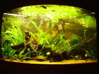 The tank | My aquarium, a tad neglected, but I'll sort that … | Flickr
