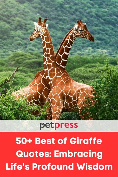 50+ Giraffe Quotes: Embracing Life's Profound Wisdom - PetPress