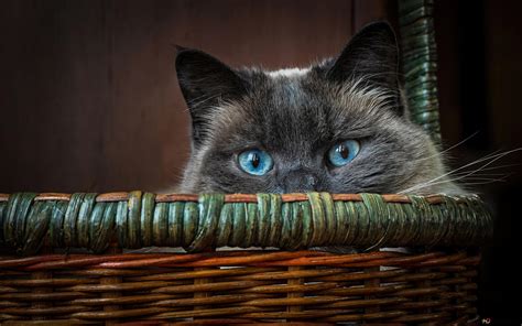 Cat Blue Eyes 4K wallpaper download