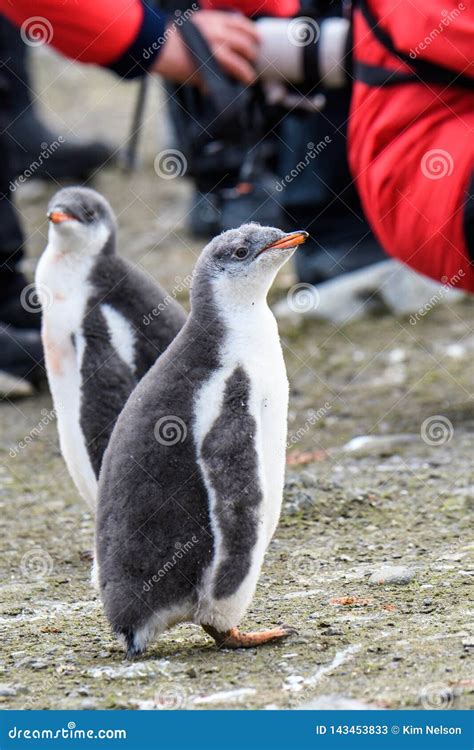 Close-up of Gentoo Penguin Chicks with Photographers in Background, South Shetland Islands ...