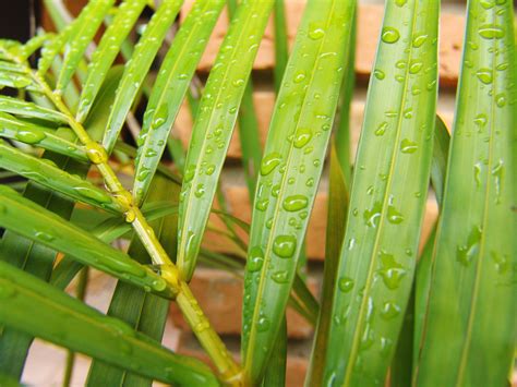 Are you over-watering your plants? - Flower Press