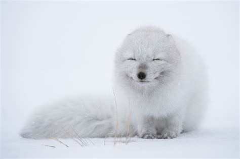 White fox, wildlife, animals, fox, arctic fox HD wallpaper | Wallpaper Flare