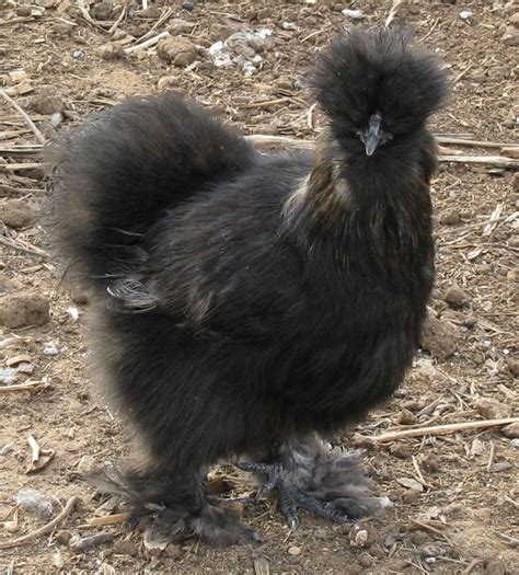 Pin on Chicken Breeds Q-Z | Silkie hen, Silkies, Chicken breeds