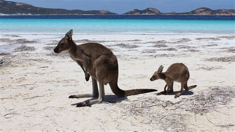 Lucky Bay beach, Australia - Ultimate guide (November 2024)