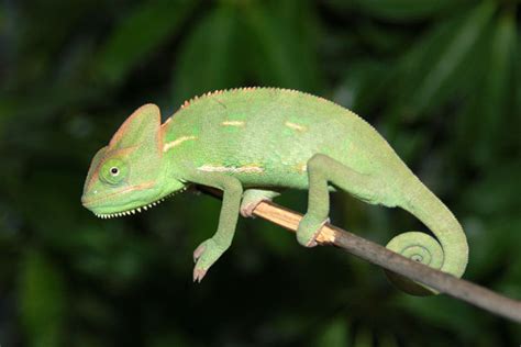 Veiled Chameleon Facts, Habitat, Diet, Baby, Pet Care, Pictures