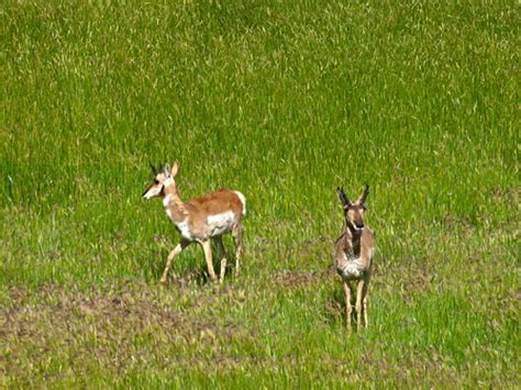 Pronghorn Front & Side | Two young bucks. | madpoet_one | Flickr