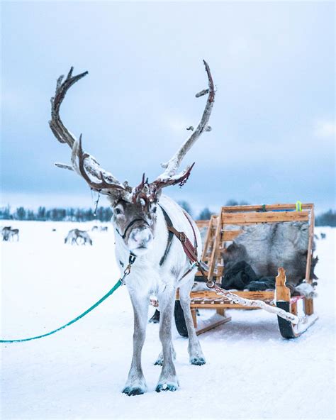 Tromsø Arctic Reindeer | Tromsø | Our tours