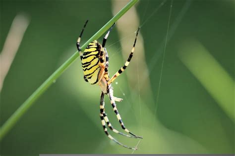 Yellow Garden Spider Bite