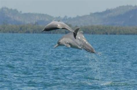 Shy, bashful HUMPBACK DOLPHINS expose themselves to boffins • The Register