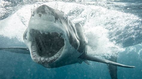 Great white shark charges at diver in terrifying moment captured on ...