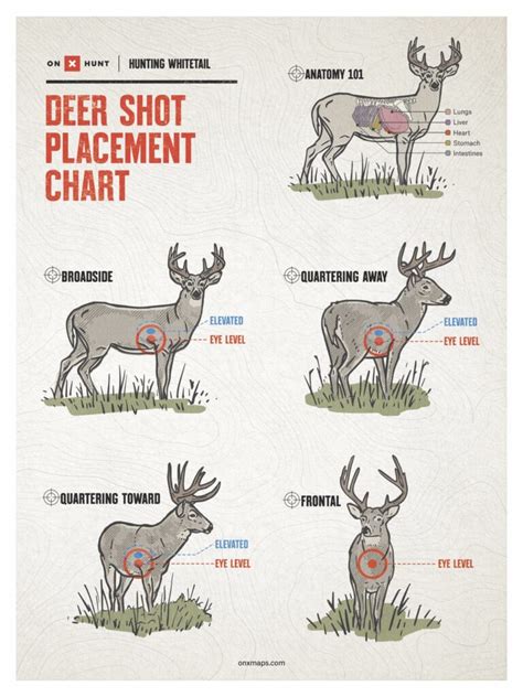 Where To Shoot a Deer: Ultimate Shot Placement Guide & Chart | onX Hunt