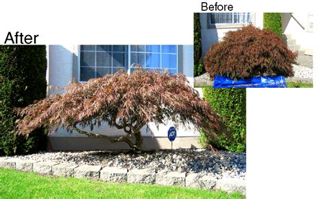 Specialty Pruning | Pruning japanese maples, Japanese maple tree ...