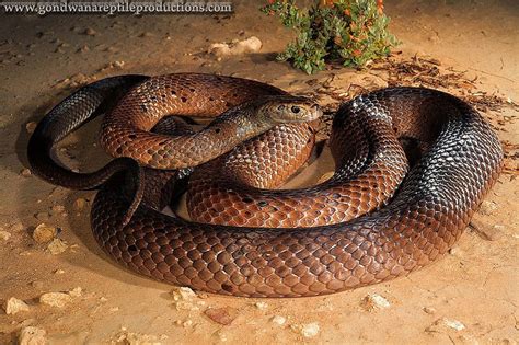 Dugite Snake (Pseudonaja affinis) | Snake, Pics of snakes, Animals beautiful