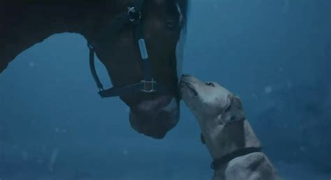 Budweiser Super Bowl Commercial 2024: Clydesdale Horses & Cute Dog ...