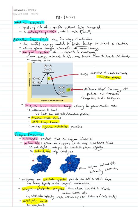 Enzymes - Notes - Bio152 - Studocu