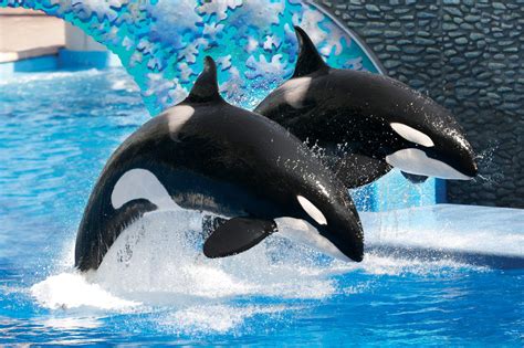 The-killer-whales-at-SeaWorld-Orlandos-whales-1248811