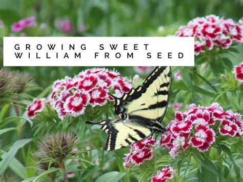 Sweet William: Growing from Seed - Gardening Channel