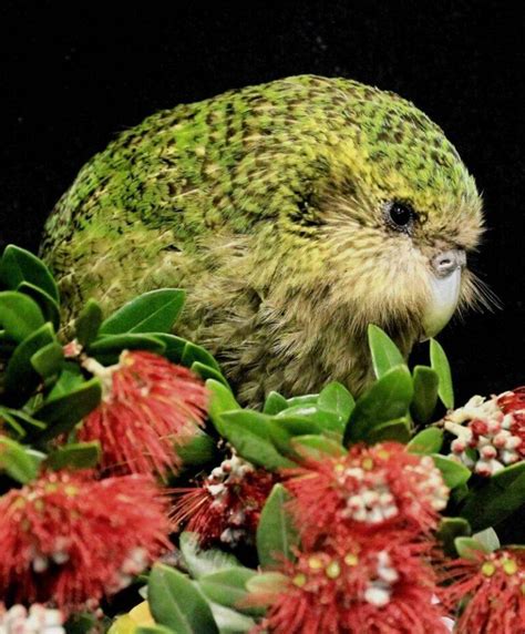 See The Kakapo, New Zealand's Critically Endangered 'Owl Parrot'