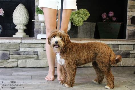 Lakewood Australian Labradoodles - Guía completa de tallas de ...