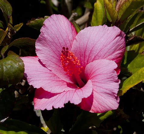 Hibiscus rosa-sinensis - Wikipedia, la enciclopedia libre