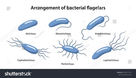 11 Arrangement Of Bacterial Flagella Images, Stock Photos & Vectors | Shutterstock