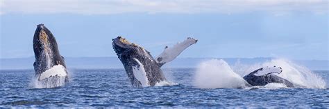 Monterey Whale Watching Tours Package - Monterey Bay Inn