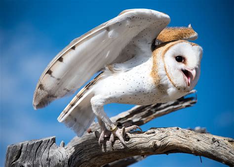 Barn Owlet