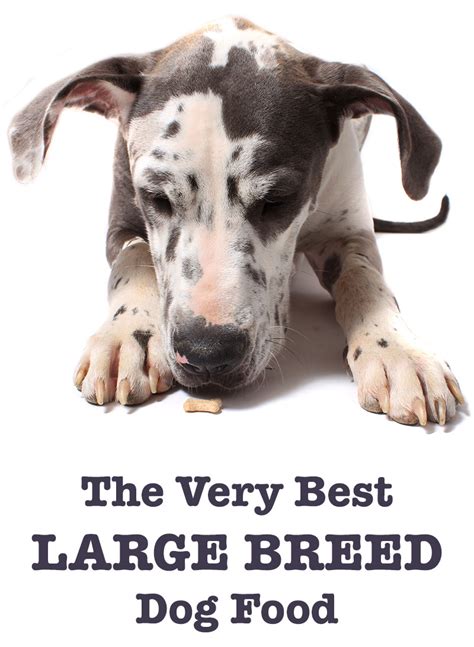 Best Large Breed Dog Food - Tips and Reviews of the Best Brands