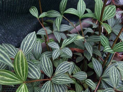 25 Types of Peperomia That Make Great Houseplants – The Green Experiment Company