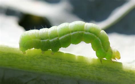 12 Worst Vegetable Garden Pests