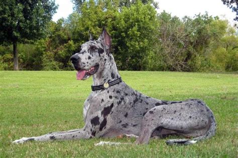 Blue Merle Great Dane | amazing animals | Pinterest | Dog, Animal and ...