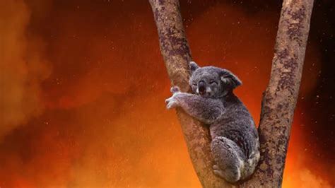 Impact of Australian wildfires worse than thought say scientists - Animal Agriculture and ...