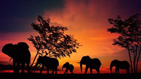 Free photo: Elephants at Sunset - Animal, Dark, Elephant - Free ...