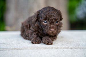 Maltipoo Colors Gallery - See examples of all Maltipoo Colors — My Doodle Puppy