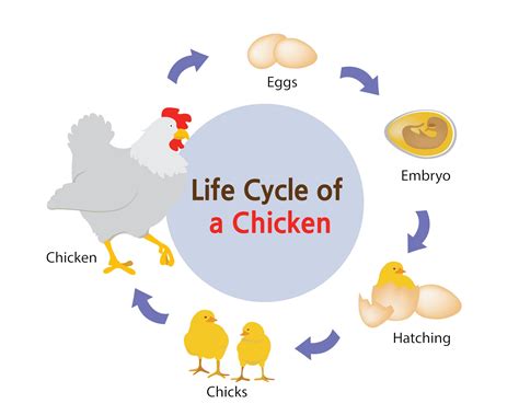 Chicken Processing 101: When to Slaughter Chickens, Steps & Equipment