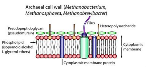 Archaea Cell Wall