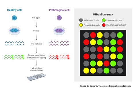 DNA Microarray- Definition, Principle, Procedure, Types