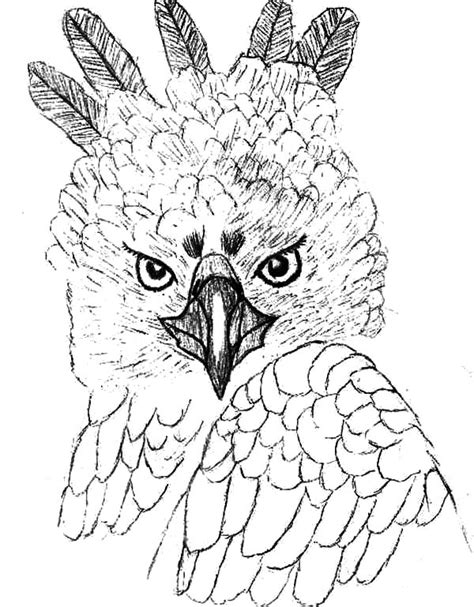 Flying Eagle Pencil Drawing at GetDrawings | Free download