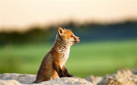 Cute Baby Foxes Wallpapers - Wallpaper Cave