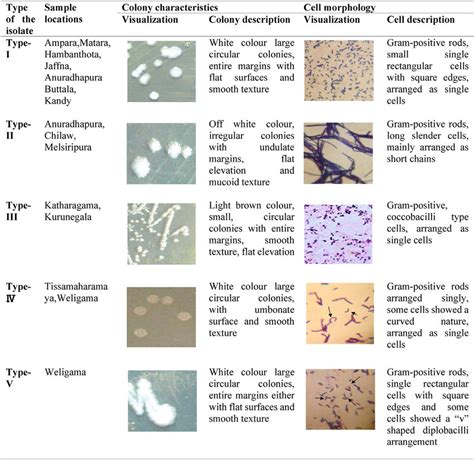 Colony characteristics and cell morphology of LAB isolated from Sri... | Download Scientific Diagram