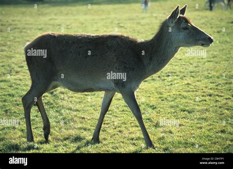 Red deer, UK Stock Photo - Alamy