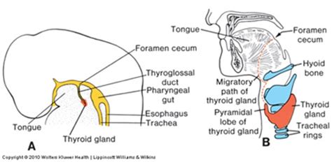 Duke Embryology - Craniofacial Development