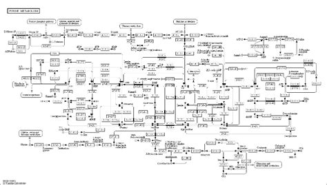 Cell Cycle