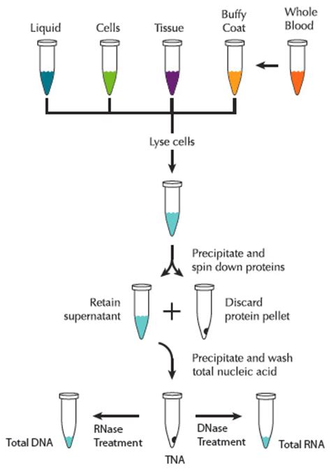 DNA & RNA extraction & purification - LubioScience