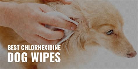 8 Best Chlorhexidine Dog Wipes – Safety, Efficacy, Brands & Reviews