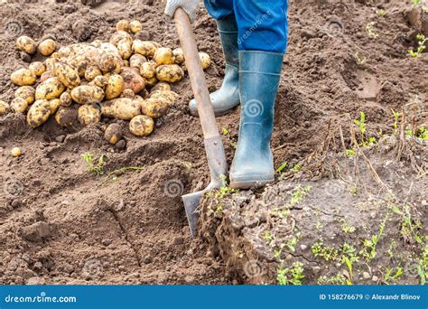 New Potato Harvesting on a Potato Field Stock Image - Image of fresh, plantation: 158276679