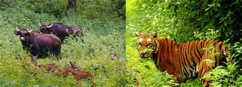 Wildlife Sanctuaries in Karnataka, Bird Sanctuaries in Karnataka