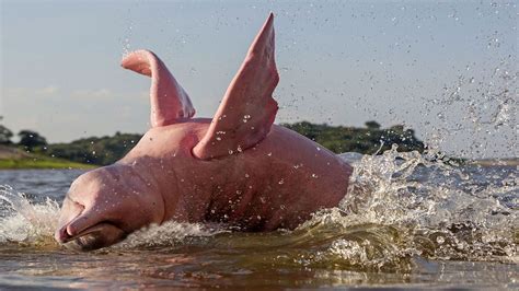 Amazon River Dolphins Are Born Grey and Turn Pink | HowStuffWorks