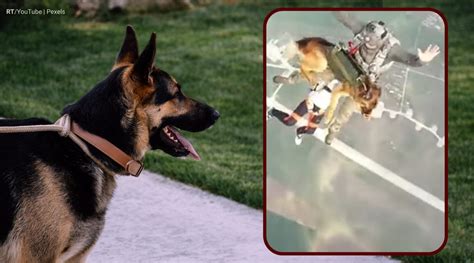 ‘Canine skydivers’: Russian service dogs undergo parachute training ...